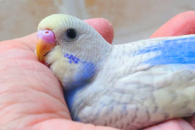 最新画像になります☆まったりがお好きっ✨✨ セキセイインコ(パステルレインボースパングル) セキセイインコ