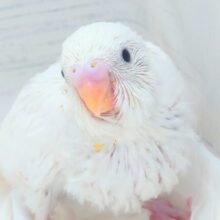 お弁当☆彡　ひっさげて登場っ　セキセイインコ　ダブルファクター～～