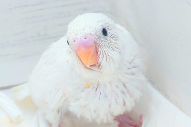 お弁当☆彡　ひっさげて登場っ　セキセイインコ　ダブルファクター～～