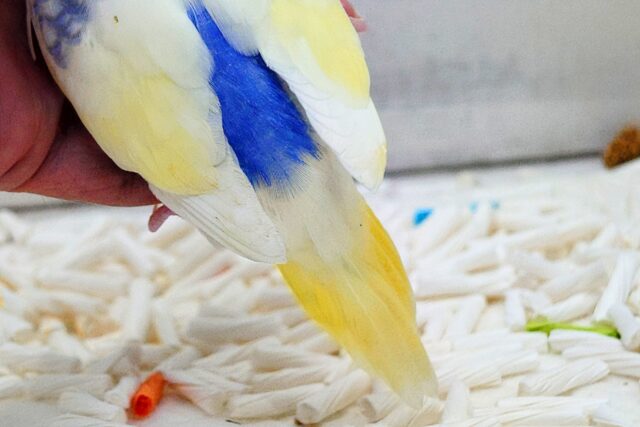 セキセイインコ