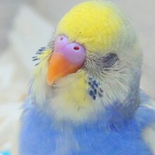 けっこう貴重ですよっ　ねむってるひょうじょうってーーー　セキセイインコ　パステルレインボーパイド～～