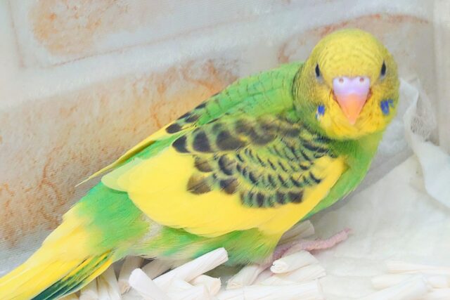 はっぴーぃ たんぽぽ☆彡 セキセイインコ パイド〜〜 セキセイインコ