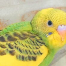 はっぴーぃ　たんぽぽ☆彡　セキセイインコ　パイド〜〜