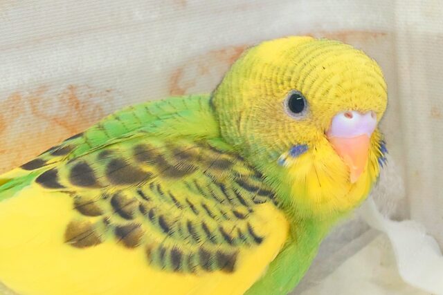はっぴーぃ たんぽぽ☆彡 セキセイインコ パイド〜〜 セキセイインコ