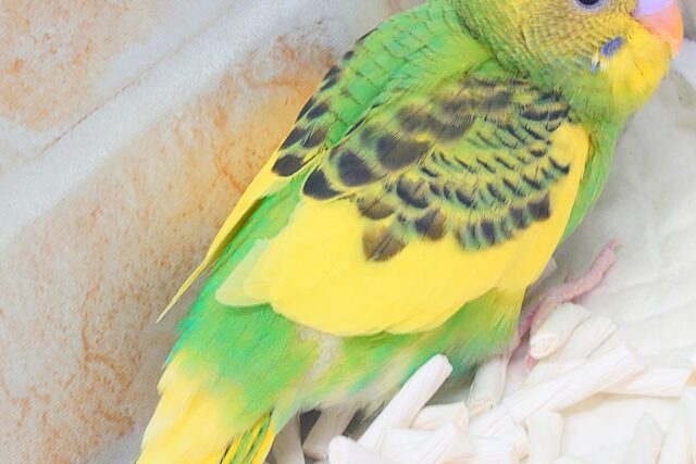 はっぴーぃ たんぽぽ☆彡 セキセイインコ パイド〜〜 セキセイインコ