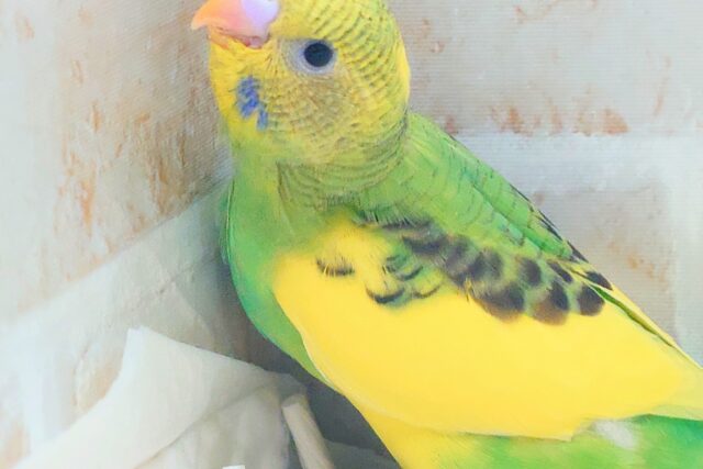 はっぴーぃ たんぽぽ☆彡 セキセイインコ パイド〜〜 セキセイインコ