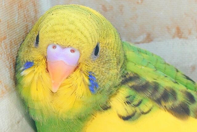はっぴーぃ たんぽぽ☆彡 セキセイインコ パイド〜〜 セキセイインコ