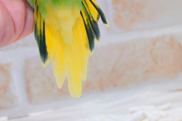 はっぴーぃ たんぽぽ☆彡 セキセイインコ パイド〜〜 セキセイインコ
