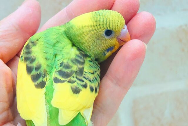 はっぴーぃ たんぽぽ☆彡 セキセイインコ パイド〜〜 セキセイインコ