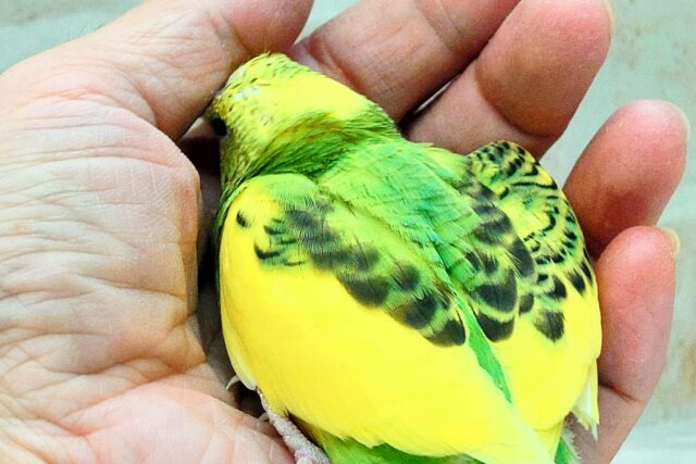 はっぴーぃ たんぽぽ☆彡 セキセイインコ パイド〜〜 セキセイインコ