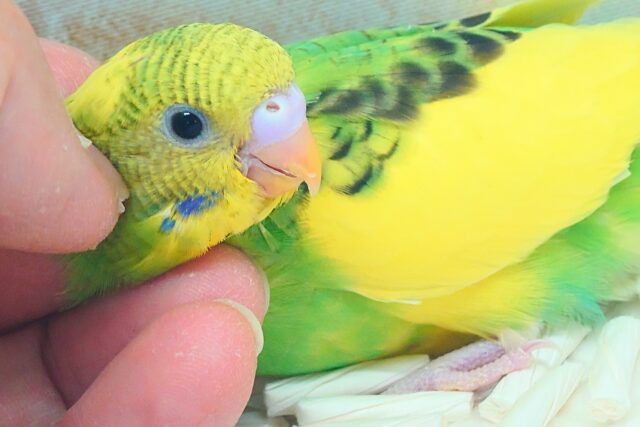 はっぴーぃ たんぽぽ☆彡 セキセイインコ パイド〜〜 セキセイインコ