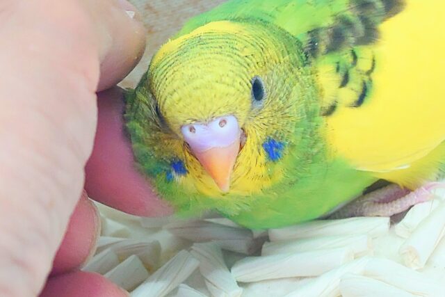 はっぴーぃ たんぽぽ☆彡 セキセイインコ パイド〜〜 セキセイインコ