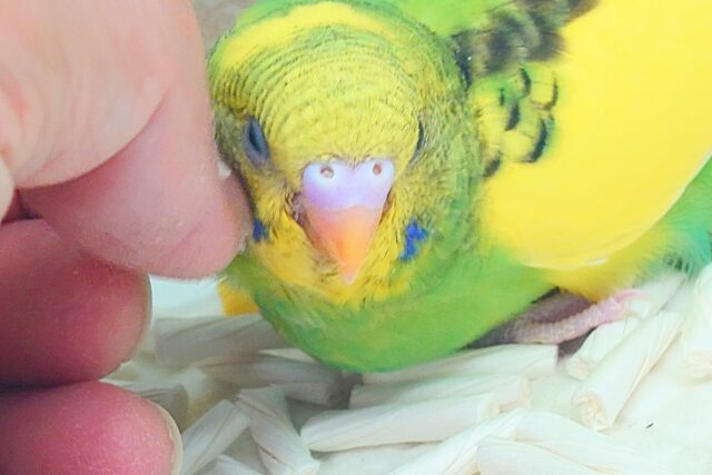 はっぴーぃ たんぽぽ☆彡 セキセイインコ パイド〜〜 セキセイインコ