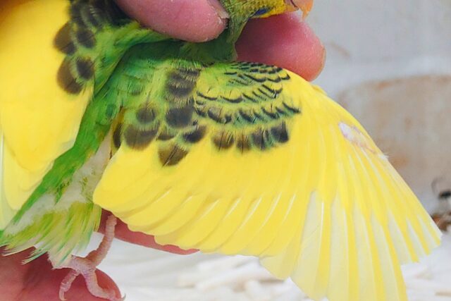 はっぴーぃ たんぽぽ☆彡 セキセイインコ パイド〜〜 セキセイインコ