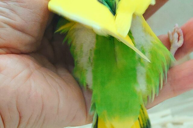 はっぴーぃ たんぽぽ☆彡 セキセイインコ パイド〜〜 セキセイインコ