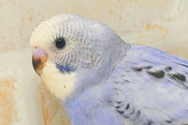 黒真珠★ プレミアム感しかないねっ セキセイインコ オパーリン〜〜  セキセイインコ
