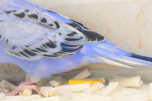 黒真珠★ プレミアム感しかないねっ セキセイインコ オパーリン〜〜  セキセイインコ