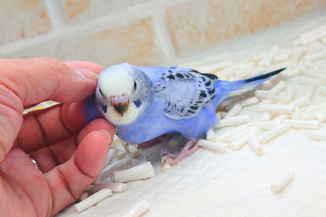 黒真珠★ プレミアム感しかないねっ セキセイインコ オパーリン〜〜  セキセイインコ