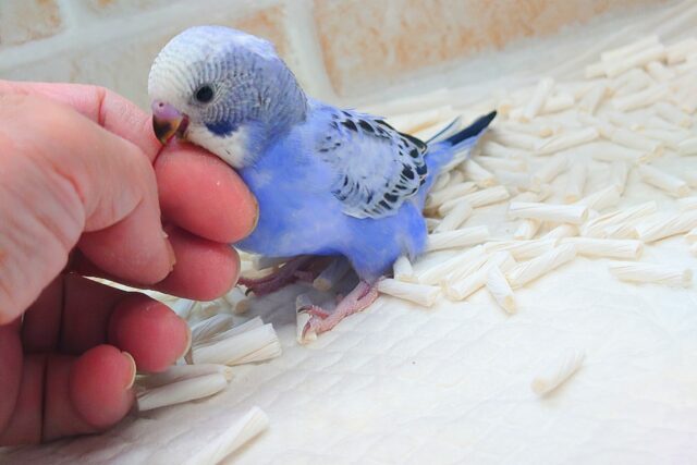 黒真珠★ プレミアム感しかないねっ セキセイインコ オパーリン〜〜  セキセイインコ