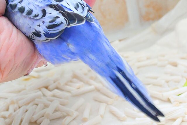 黒真珠★ プレミアム感しかないねっ セキセイインコ オパーリン〜〜  セキセイインコ