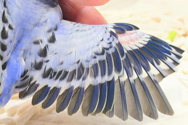 黒真珠★ プレミアム感しかないねっ セキセイインコ オパーリン〜〜  セキセイインコ