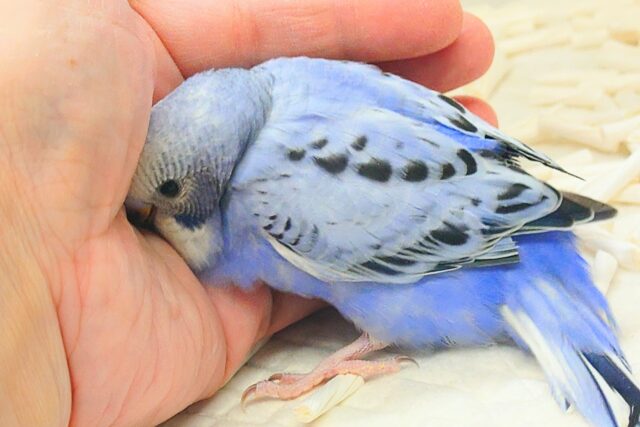 黒真珠★ プレミアム感しかないねっ セキセイインコ オパーリン〜〜  セキセイインコ