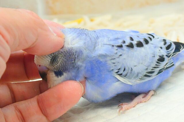 黒真珠★ プレミアム感しかないねっ セキセイインコ オパーリン〜〜  セキセイインコ