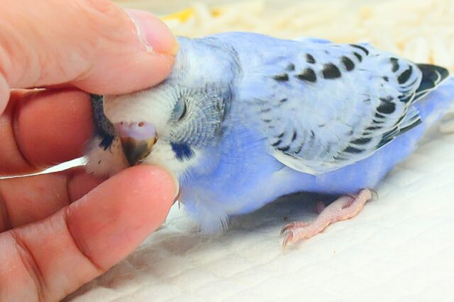 黒真珠★ プレミアム感しかないねっ セキセイインコ オパーリン〜〜  セキセイインコ