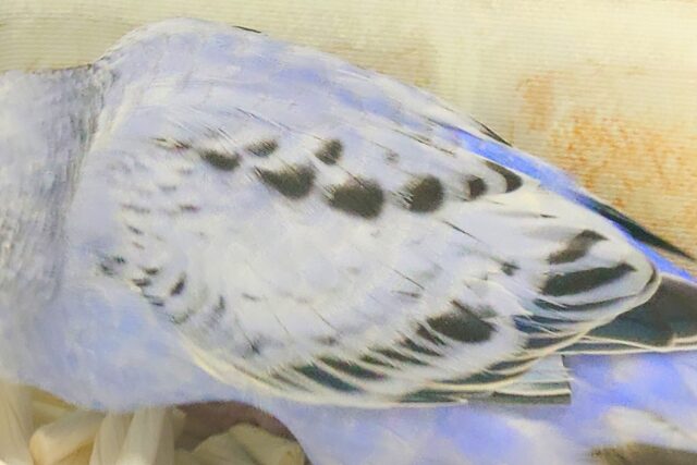 黒真珠★ プレミアム感しかないねっ セキセイインコ オパーリン〜〜  セキセイインコ