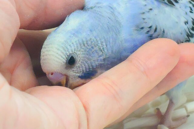 黒真珠★ プレミアム感しかないねっ セキセイインコ オパーリン〜〜  セキセイインコ