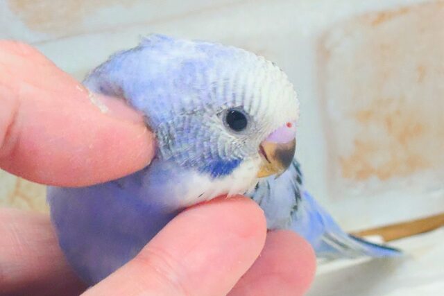 黒真珠★ プレミアム感しかないねっ セキセイインコ オパーリン〜〜  セキセイインコ