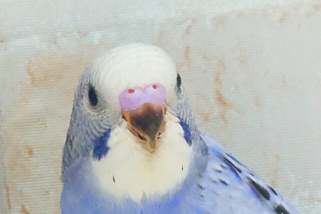 黒真珠★ プレミアム感しかないねっ セキセイインコ オパーリン〜〜  セキセイインコ