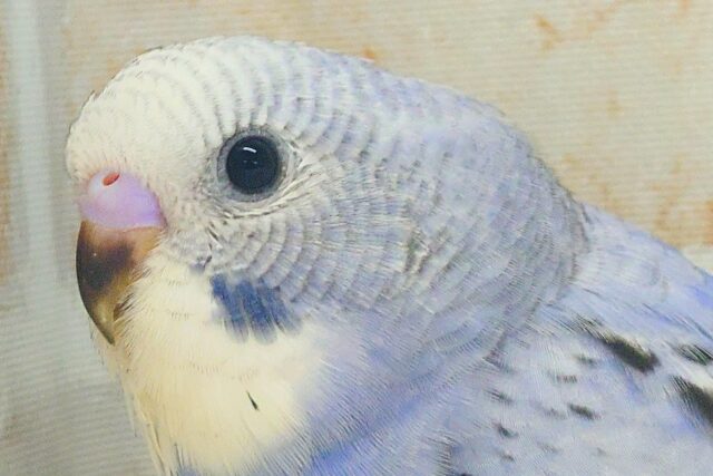 黒真珠★ プレミアム感しかないねっ セキセイインコ オパーリン〜〜  セキセイインコ
