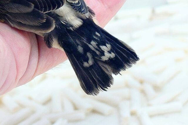 てぃっ☆ の使い分け、わっかるかなぁ〜 キンカチョウ〜〜 錦花鳥(キンカチョウ)