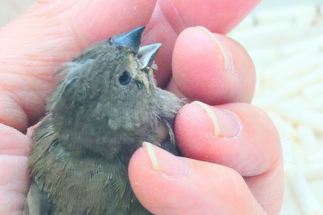 てぃっ☆ の使い分け、わっかるかなぁ〜 キンカチョウ〜〜 錦花鳥(キンカチョウ)