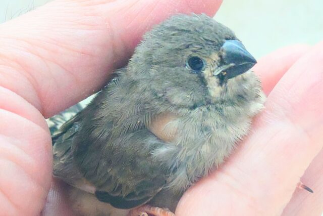 てぃっ☆ の使い分け、わっかるかなぁ〜 キンカチョウ〜〜 錦花鳥(キンカチョウ)