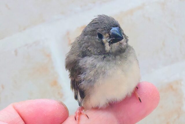 てぃっ☆ の使い分け、わっかるかなぁ〜 キンカチョウ〜〜 錦花鳥(キンカチョウ)