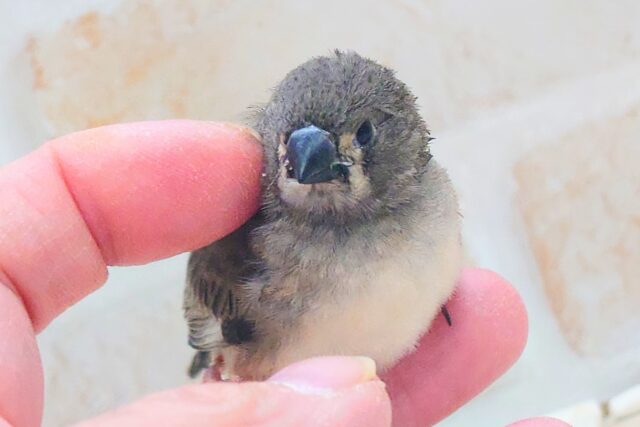 てぃっ☆ の使い分け、わっかるかなぁ〜 キンカチョウ〜〜 錦花鳥(キンカチョウ)