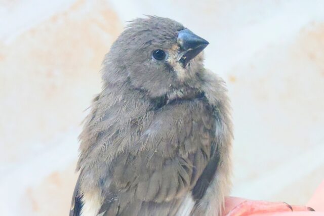 てぃっ☆ の使い分け、わっかるかなぁ〜 キンカチョウ〜〜 錦花鳥(キンカチョウ)