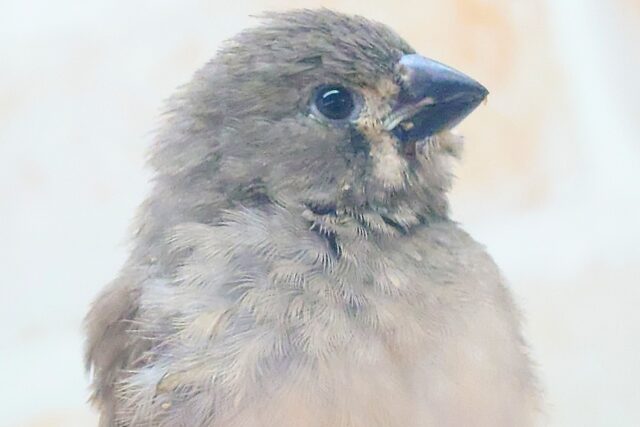 てぃっ☆ の使い分け、わっかるかなぁ〜 キンカチョウ〜〜 錦花鳥(キンカチョウ)