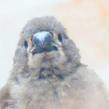 てぃっ☆　の使い分け、わっかるかなぁ〜　キンカチョウ〜〜