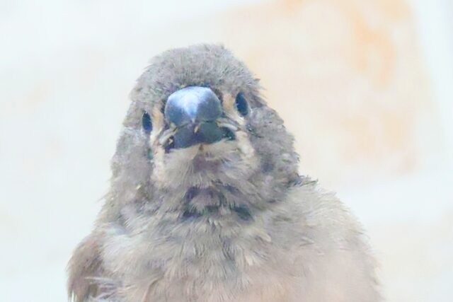 てぃっ☆ の使い分け、わっかるかなぁ〜 キンカチョウ〜〜 錦花鳥(キンカチョウ)