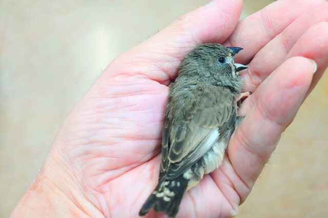 てぃっ☆ の使い分け、わっかるかなぁ〜 キンカチョウ〜〜 錦花鳥(キンカチョウ)