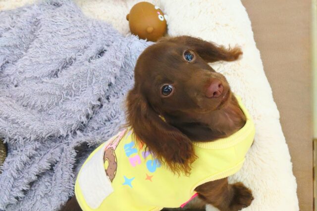 おっとりBoy💗甘えん坊🧡珍しいカラーのミニチュアダックスの男のコきました🌟