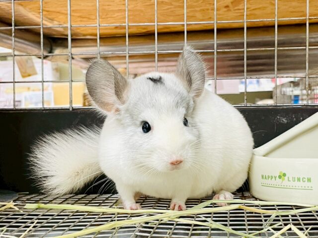 チンチラ