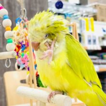 【最新画像】クリっとおめめ✨が可愛いオキナインコ（パリド）