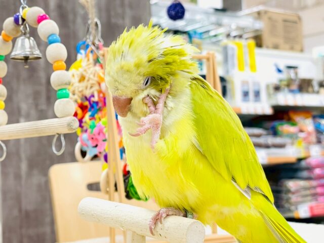 【最新画像】クリっとおめめ✨が可愛いオキナインコ（パリド）