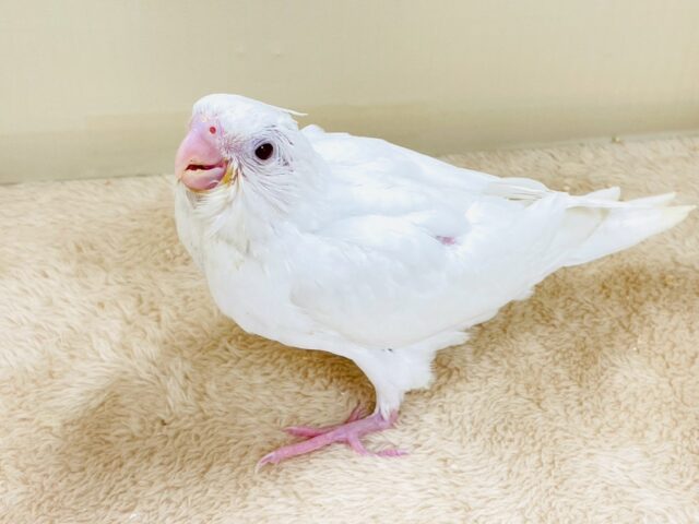 オカメインコ