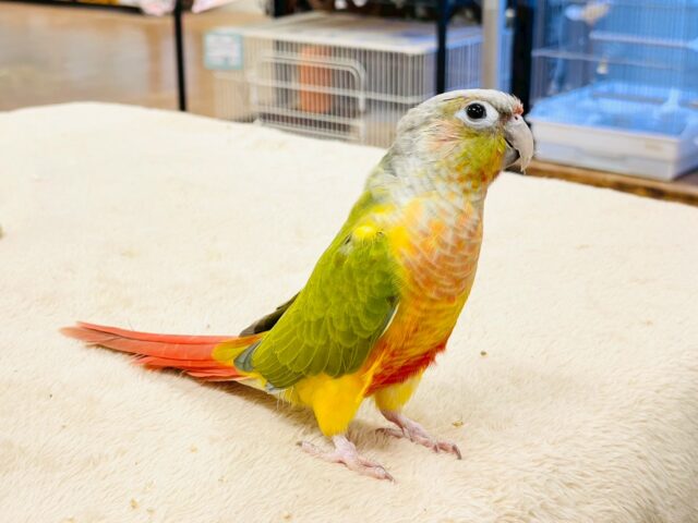 ホオミドリウロコインコ