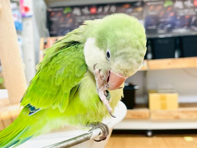 【最新画像】カキカキ時のうっとり顔がたまりません💚オキナインコ(ノーマル) オキナインコ